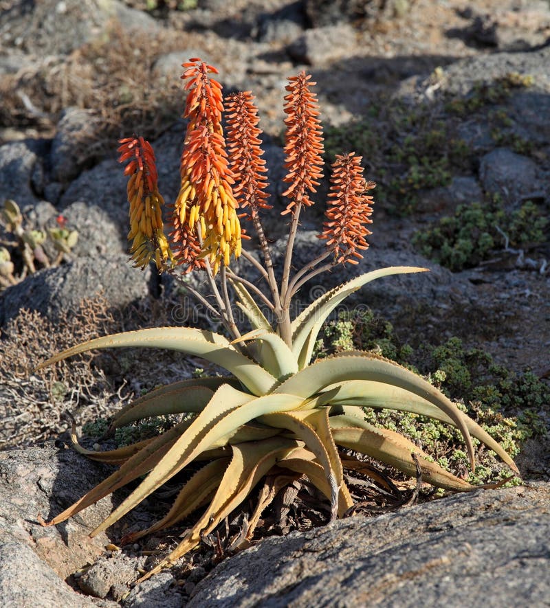 Aloe