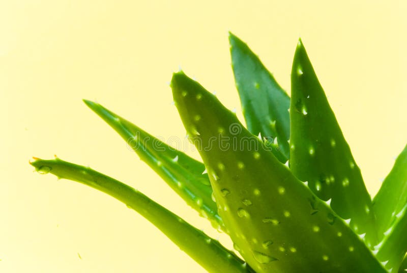 Aloe on a yellow background