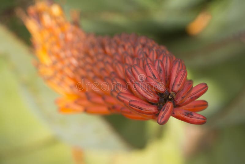 Aloe λουλούδια Marlothii στοκ εικόνα με δικαίωμα ελεύθερης χρήσης Aloe λουλούδια Marlothii στοκ εικόνα με δικαίωμα ελεύθερης χρήσης