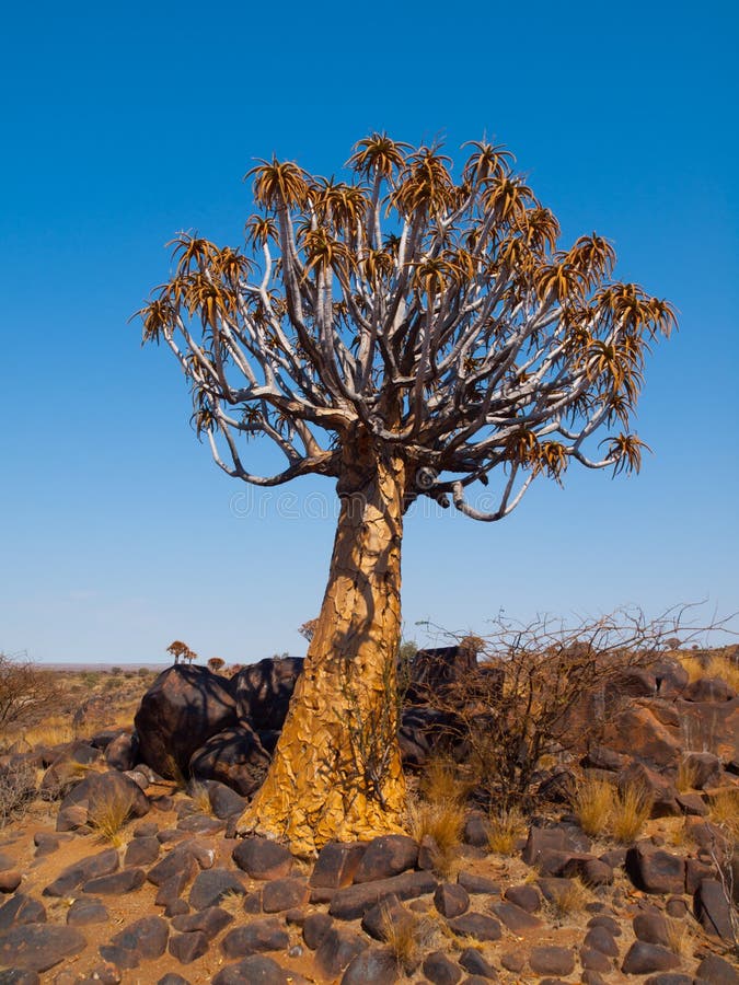 Aloe (ρίγος) δέντρο στο δάσος Kokerboom στοκ εικόνες Aloe (ρίγος) δέντρο στο δάσος Kokerboom στοκ εικόνες