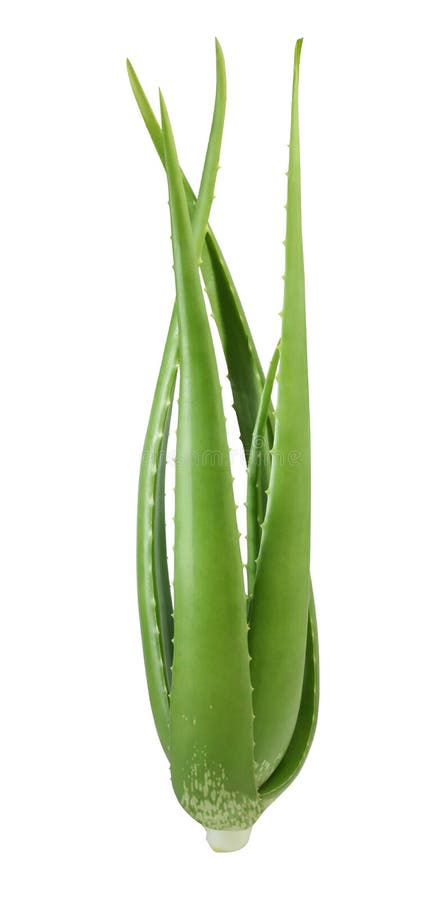aloes Vera zdjęcia stock aloes Vera zdjęcia stock