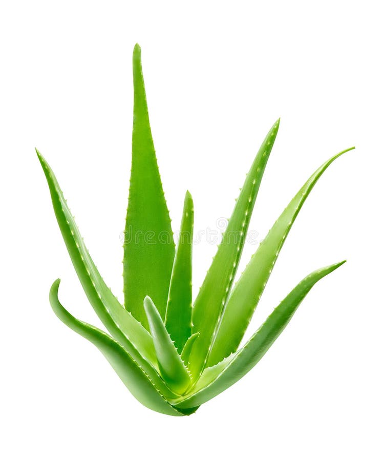 Aloevera-Anlage lokalisiert auf wei?em Hintergrund stockbild Aloevera-Anlage lokalisiert auf wei?em Hintergrund stockbild