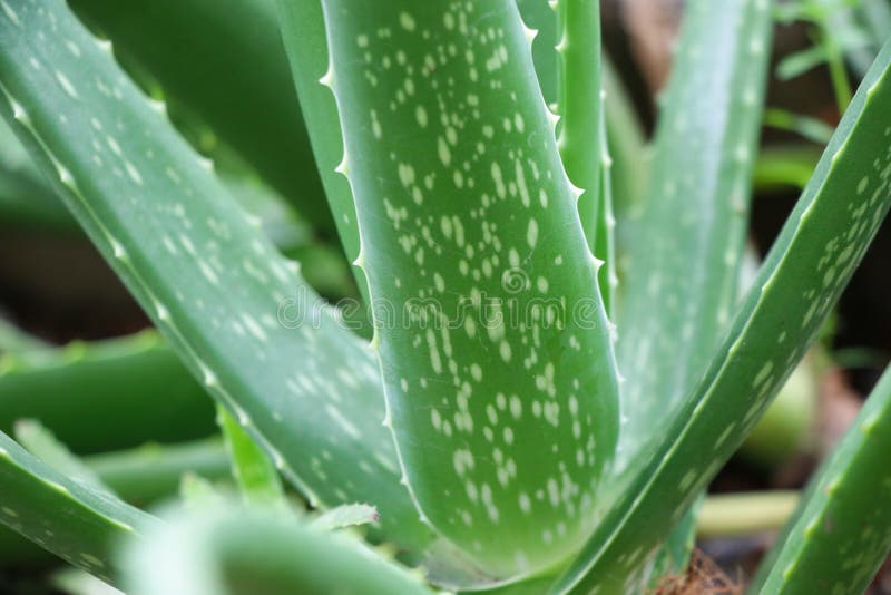 Aloevera liścia rośliny ziołowy zielony kolor w natury tle fotografia royalty free Aloevera liścia rośliny ziołowy zielony kolor w natury tle fotografia royalty free