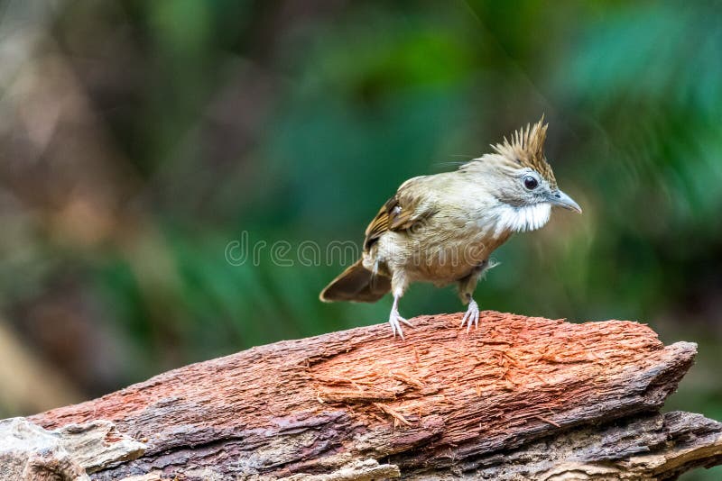 Alofoixus ochraceus, ornitorinella fotografia stock Alofoixus ochraceus, ornitorinella fotografia stock