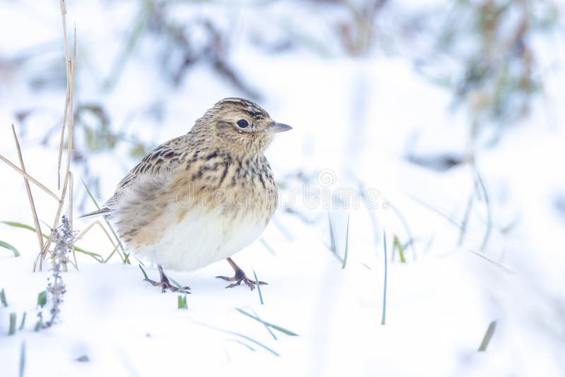 Alondra eurasiática alauda arvensis forrajeo en nieve hermoso frío invierno entorno fotos de archivo libres de regalías
