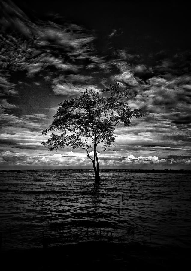 Alone stock image. Image of tree, memory, alone, nature - 93883157