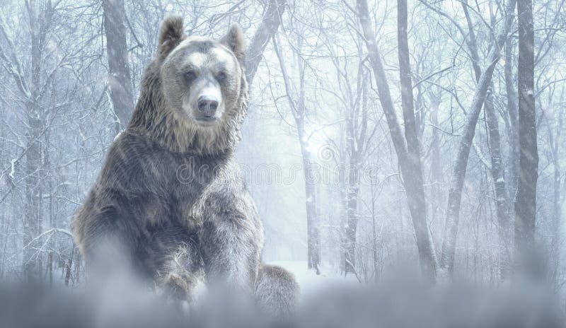 Alone brown bear and snow in a winter forest mountain. Nature and wildlife concept with empty copy space