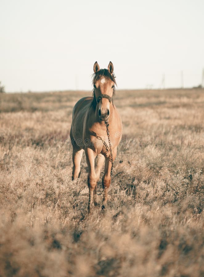 Alone brown horse grazing in the summer field at sunset royalty free stock photo Alone brown horse grazing in the summer field at sunset royalty free stock photo