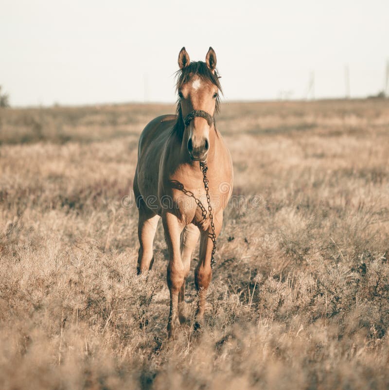 Alone Horse Grazing on Meadow in Sunset Stock Image Image of meadow