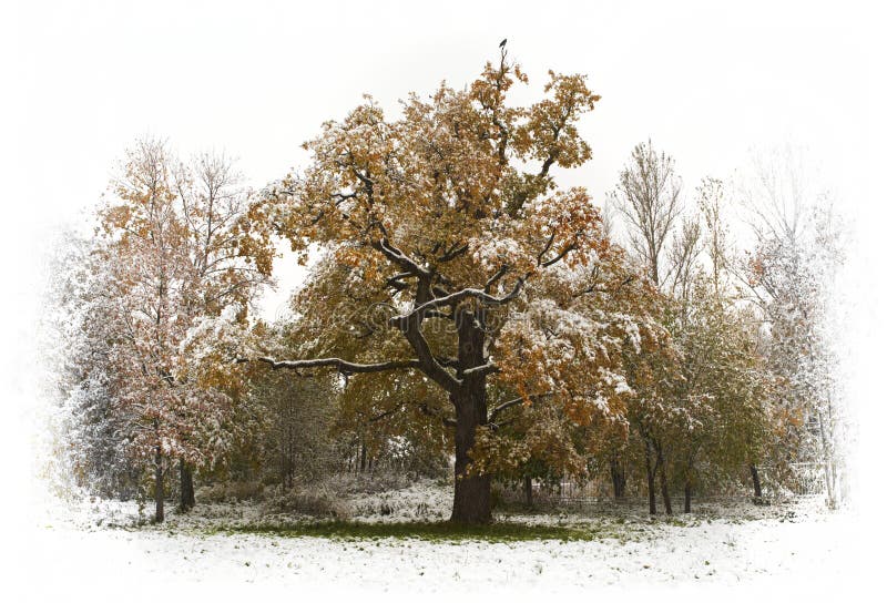 Alone crowat the oak