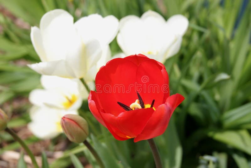 Singur în mulțime stock images