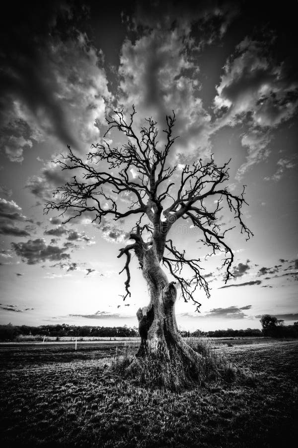 Muerto un árbol sobre el países carretera en blanco y negro.