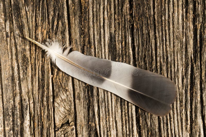 Alone feather in the nature stock images Alone feather in the nature stock images