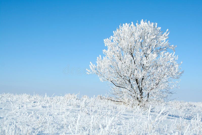 Alone frozen tree.