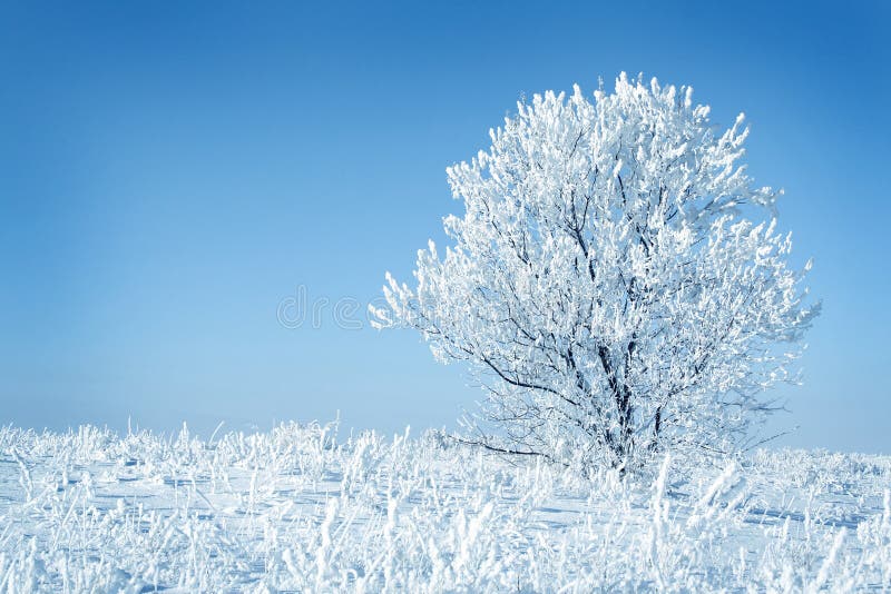 Alone frozen tree