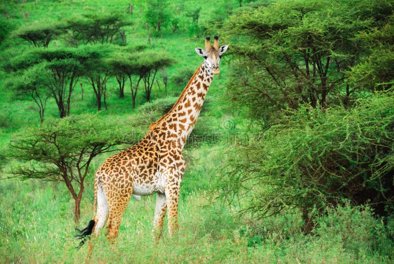 Alone giraffe amongst acacia bush royalty free stock photography Alone giraffe amongst acacia bush royalty free stock photography