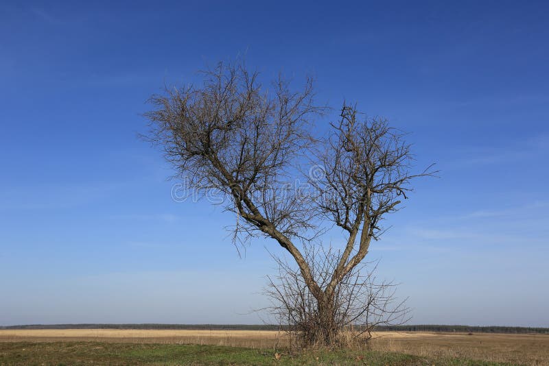 Alone leafless tree on spring meadow stock photo