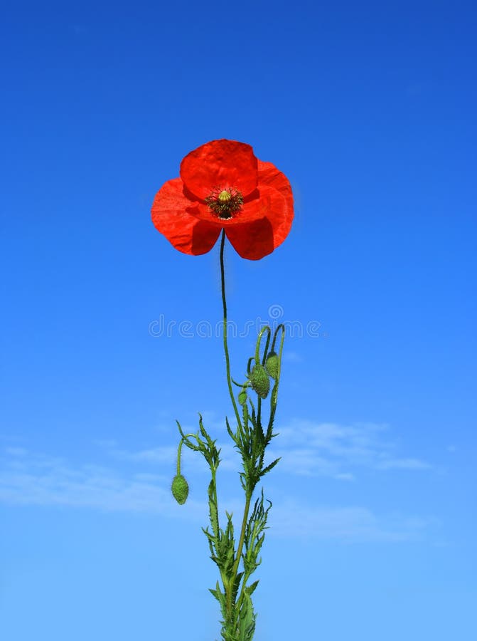 Alone Poppy on the Blue