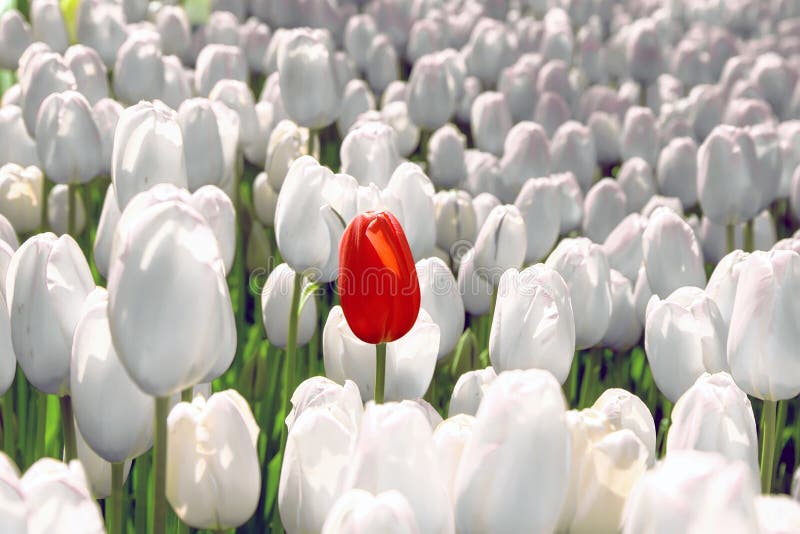 Alone red tulip in a field of white, the concept is unique, special, rare