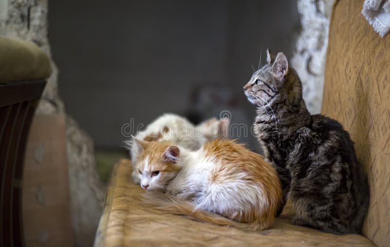 Alone Stray Cat, Outdoor. Pet Animal; Stray Cat. Stock Photo Image of