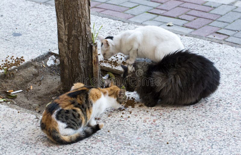 Alone Stray Cat, Outdoor. Pet Animal; Stray Cat.