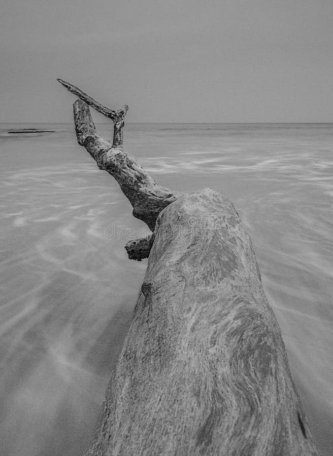 Alone tree at beach black and white