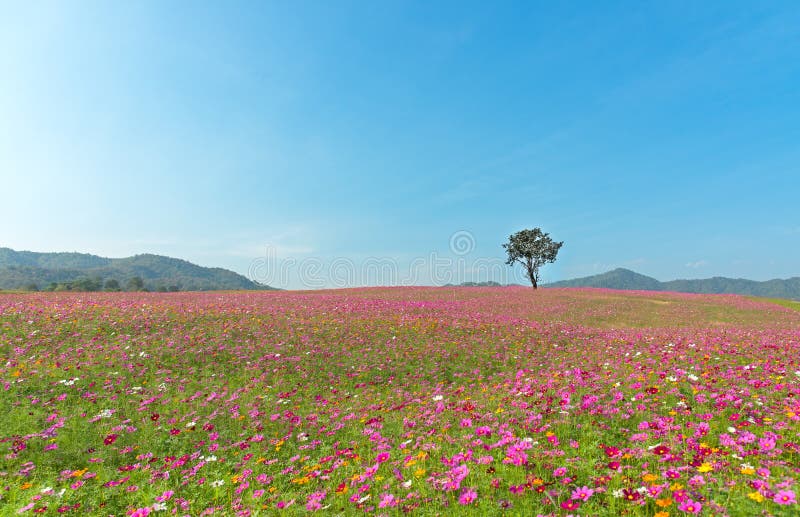 Alone Tree on Cosmos Plantation and Meadow Stock Photo - Image of field,  evening: 111648320