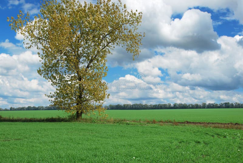 Alone tree in field stock photo. Image of meadow, scene - 12560994