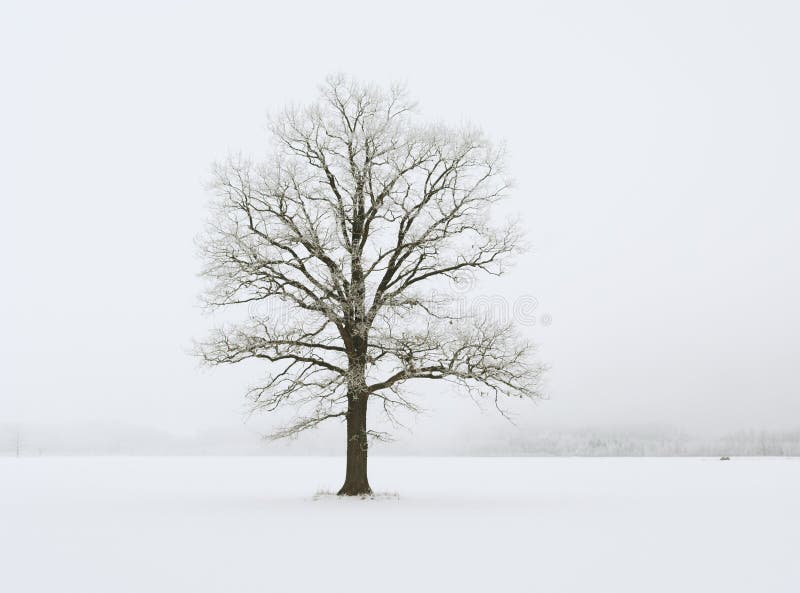 Alone tree. stock photography