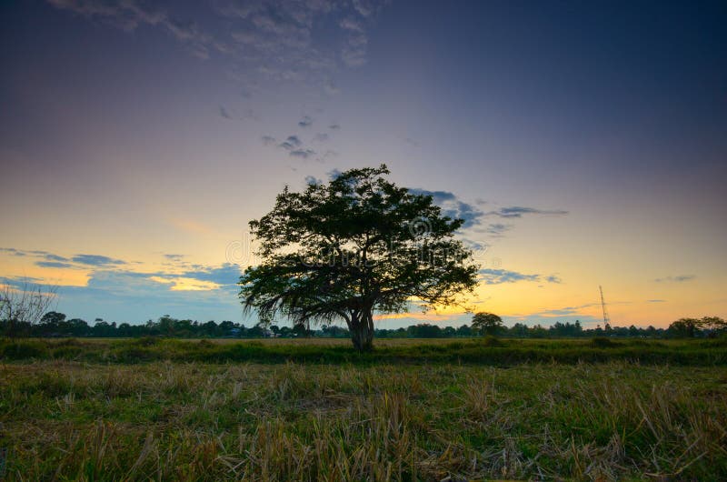 Alone tree in grass field. stock photo. Image of morning - 149710446