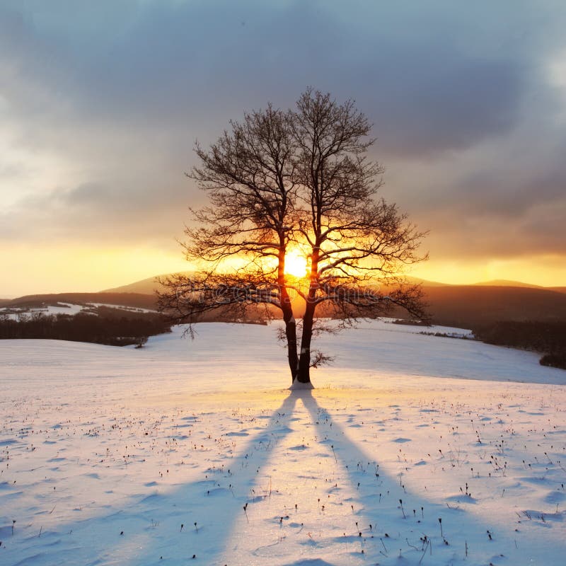 Alone tree on meadow at winter with sun rays