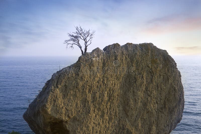 Alone tree on rock in sea