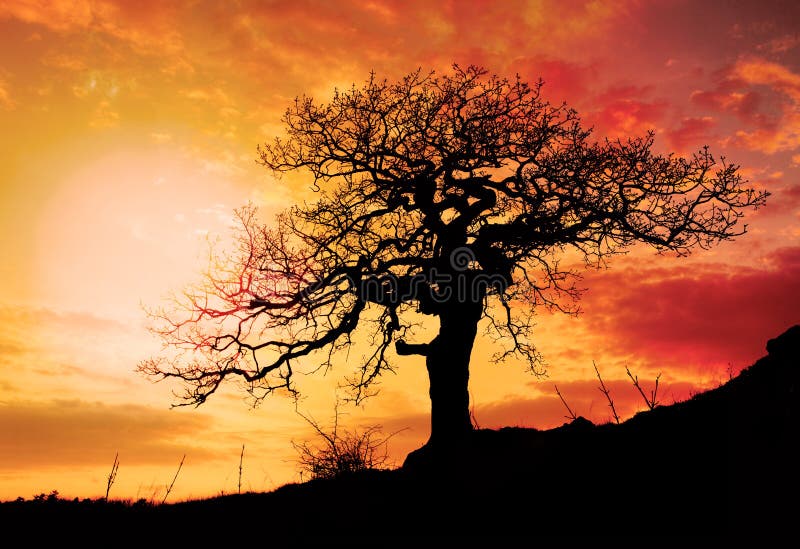 Alone tree with sun and color red orange yellow sky