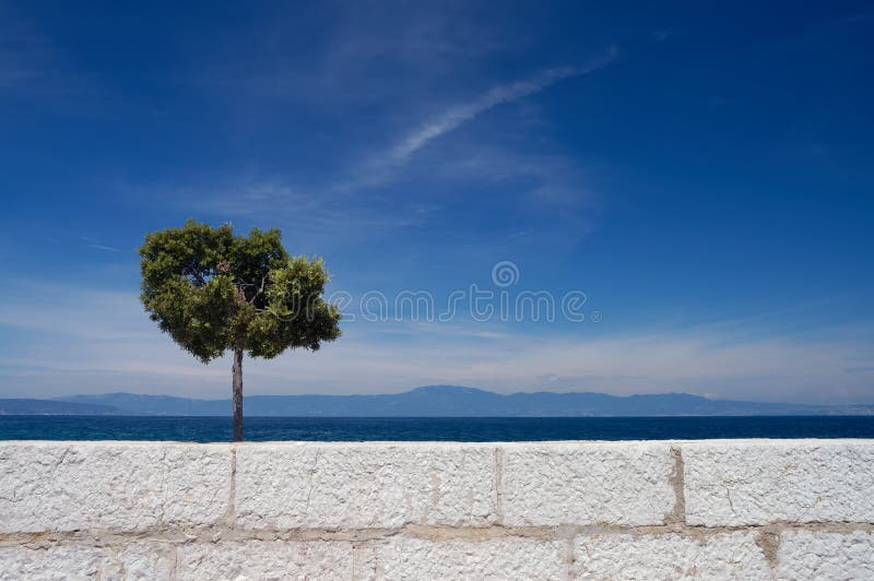 Alone tree and white wall