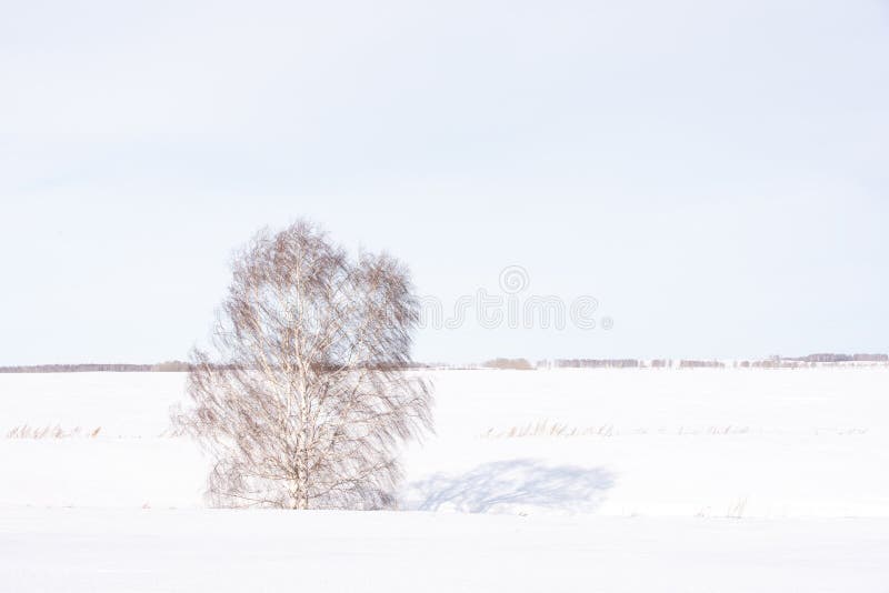 Alone White Birch Tree In Field In Winter Sunny Day Stock Photo Image