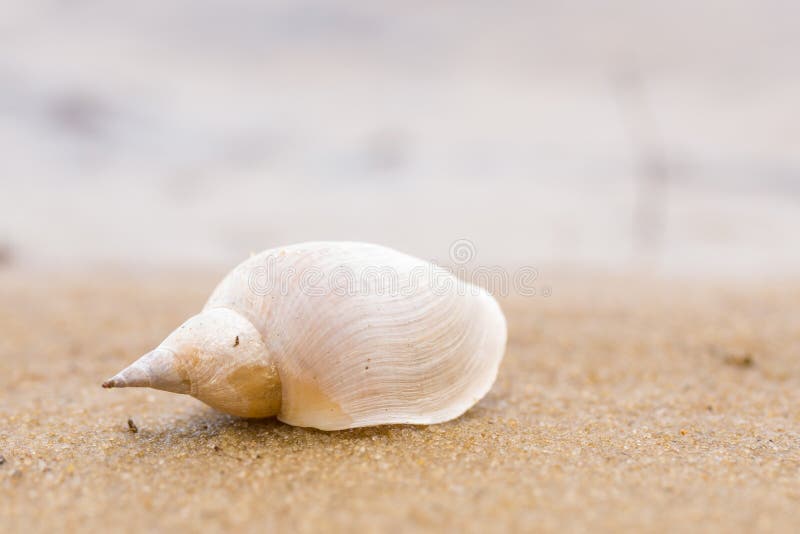 Alone white shell on a sand beach. Close-up.