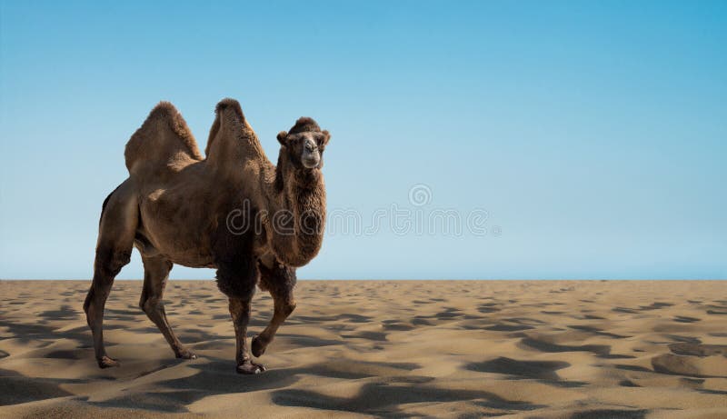 Alone wild camel in sandy desert stock image