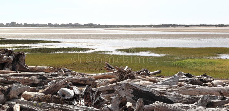 Along the Oregon Coast: Siletz Bay at low tide with a huge number of tree trunks deposited by the tide.