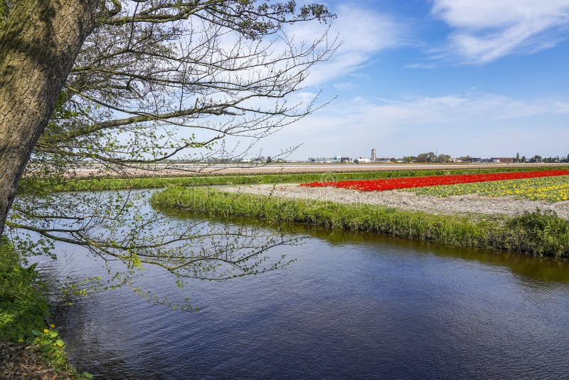 Along the tree that hangs over the water cant you see here the typically Dutch bulb fields around the town of Lisse with yellow da stock photography Along the tree that hangs over the water cant you see here the typically Dutch bulb fields around the town of Lisse with yellow da stock photography