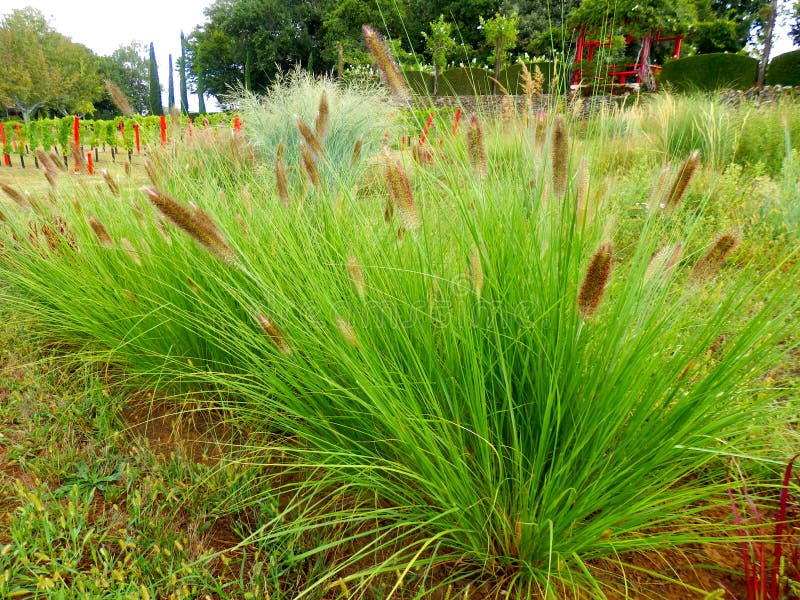 Alopecuroides Pennisetum стоковое изображение Alopecuroides Pennisetum стоковое изображение
