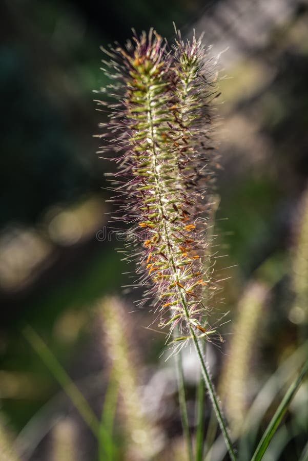 Alopecuroides Pennisetum засевают зацветать травой в саде, лето солнечное стоковая фотография Alopecuroides Pennisetum засевают зацветать травой в саде, лето солнечное стоковая фотография