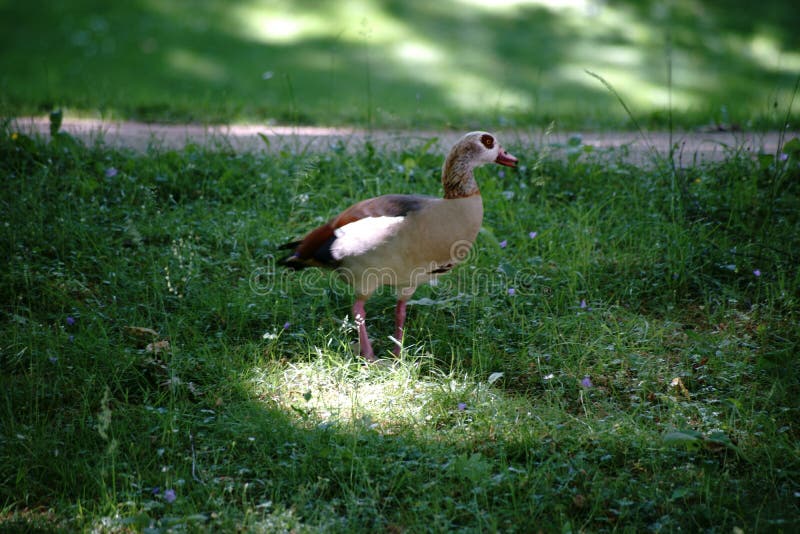 Alopochen ägyptiacus lizenzfreie stockfotos Alopochen ägyptiacus lizenzfreie stockfotos