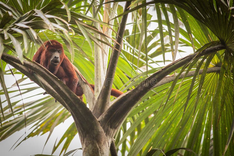Alouatta rojo Seniculus del mono de chillón imagen de archivo Alouatta rojo Seniculus del mono de chillón imagen de archivo