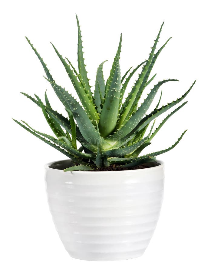 Aloès d'isolement Vera Plant sur le pot blanc photo libre de droits Aloès d'isolement Vera Plant sur le pot blanc photo libre de droits