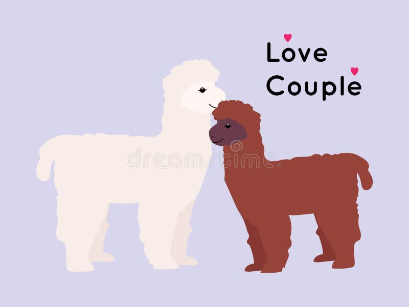 Alpaca and llama love couple vector illustration Alpaca and llama love couple vector illustration