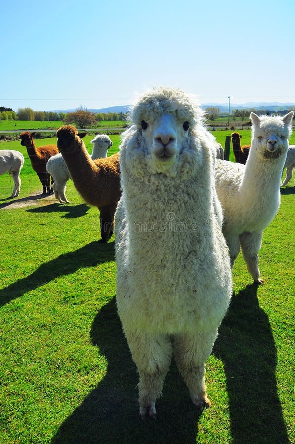 White Baby Alpaca Sleeping in Sun Stock Photo Image of cute, horizontal 26797946