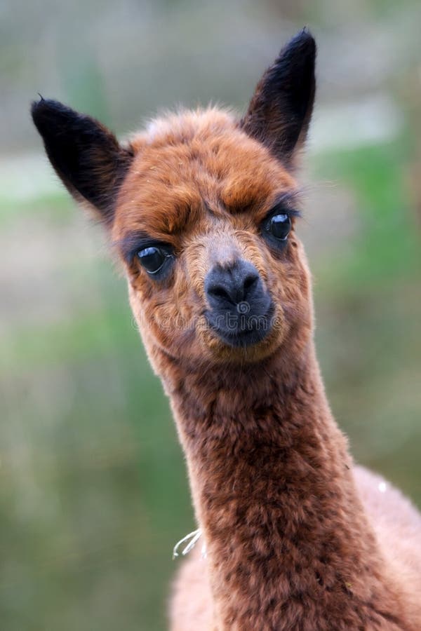 Alpaca baby stock image. Image of baby, vicugna, lama - 30324853