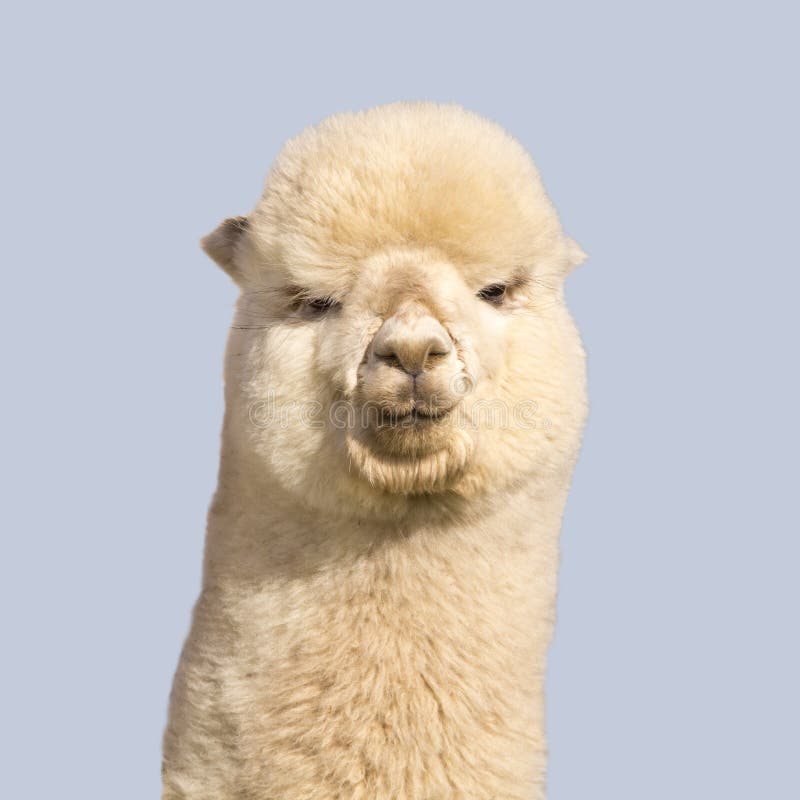 Alpaca branca engraçada sobre fundo azul foto de stock