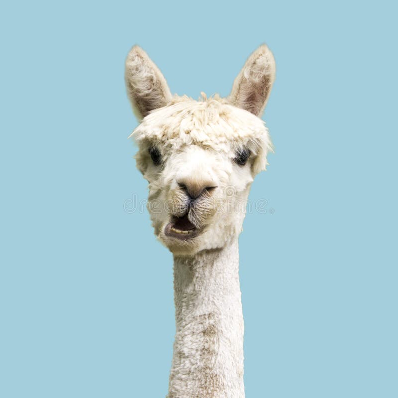 Alpaca branco e engraçado sobre fundo azul foto de stock royalty free