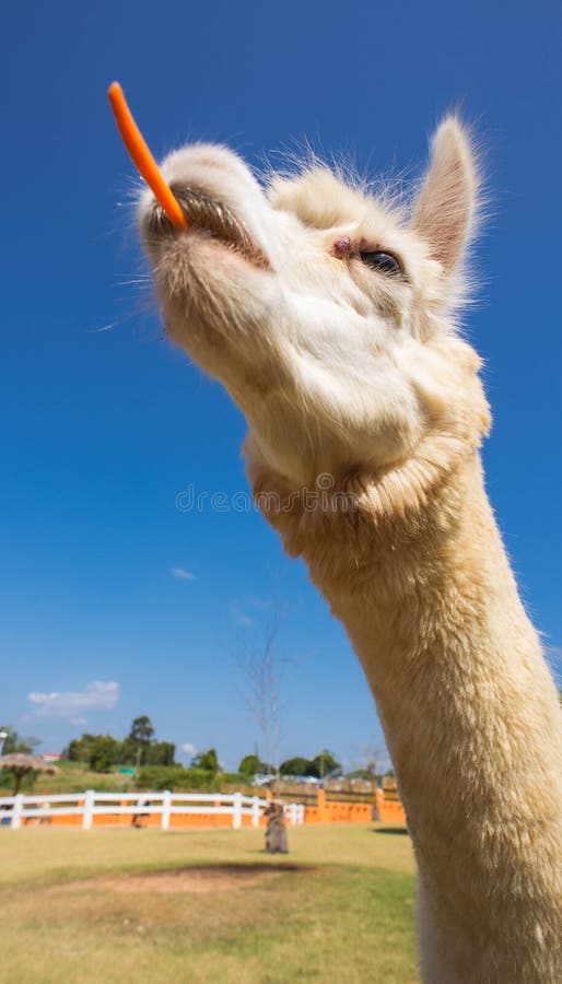 Alpaca with carrot stock image. Image of activity, lama 67042733